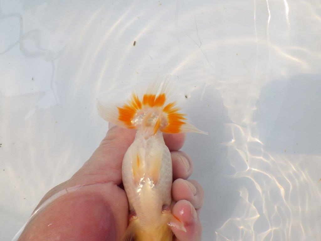 【逸品当歳らんちゅう】尾張りが良くご鑑賞お勧めのらんちゅう　約12,5ｃｍ前後