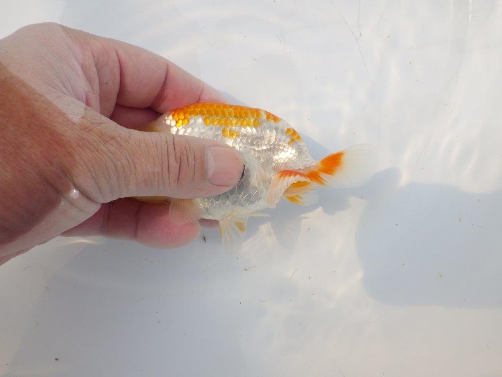 【逸品当歳らんちゅう】尾張りが良くご鑑賞お勧めのらんちゅう　約12,5ｃｍ前後