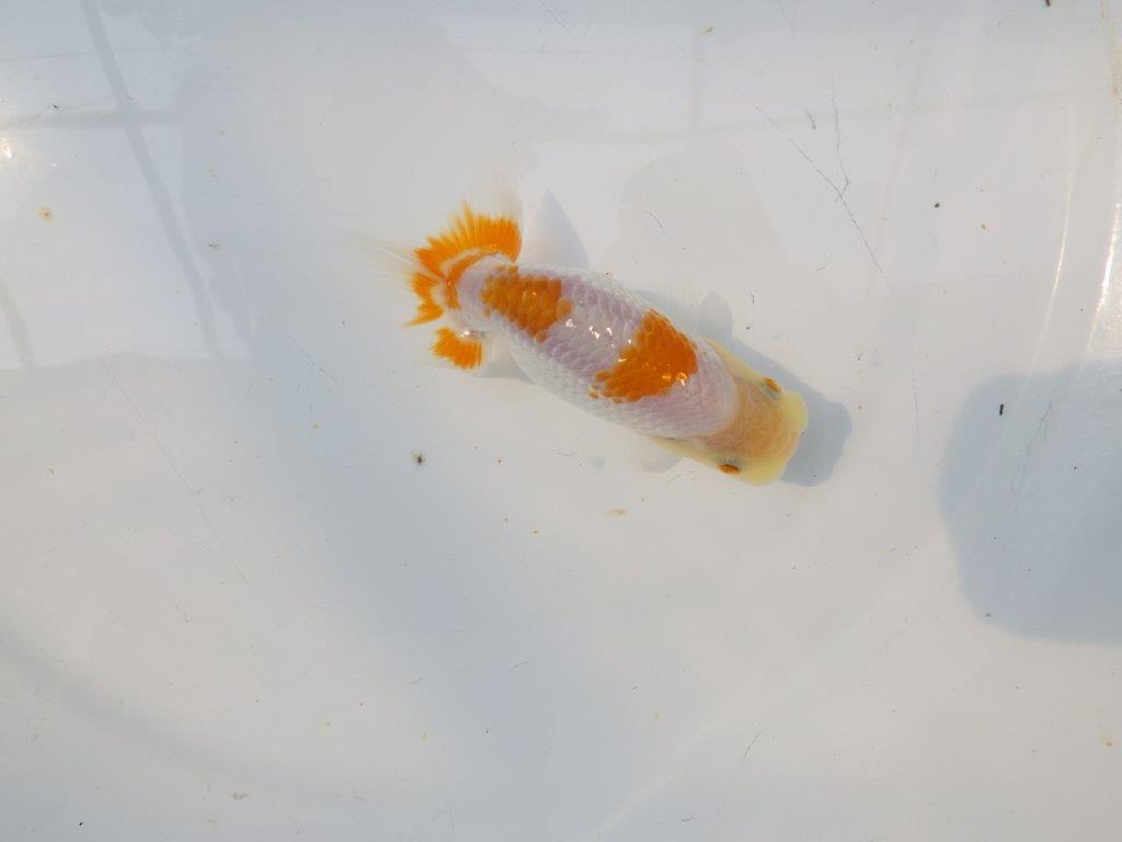 【逸品当歳らんちゅう】素材が良くご鑑賞お勧めのらんちゅう　約11,5ｃｍ前後