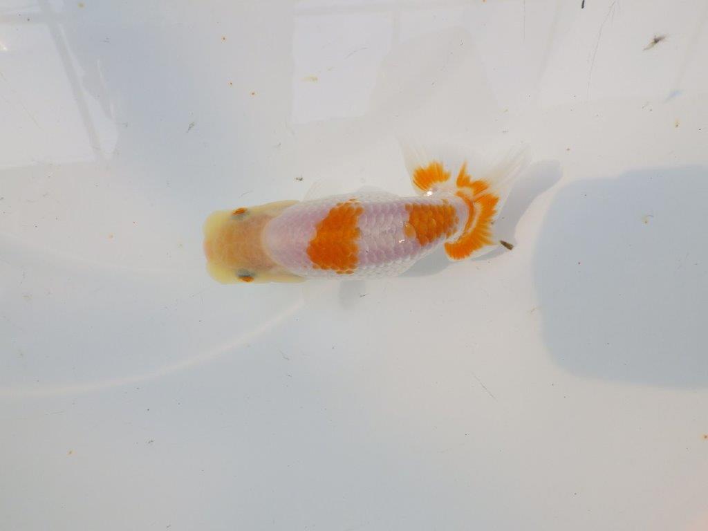 【逸品当歳らんちゅう】素材が良くご鑑賞お勧めのらんちゅう　約11,5ｃｍ前後