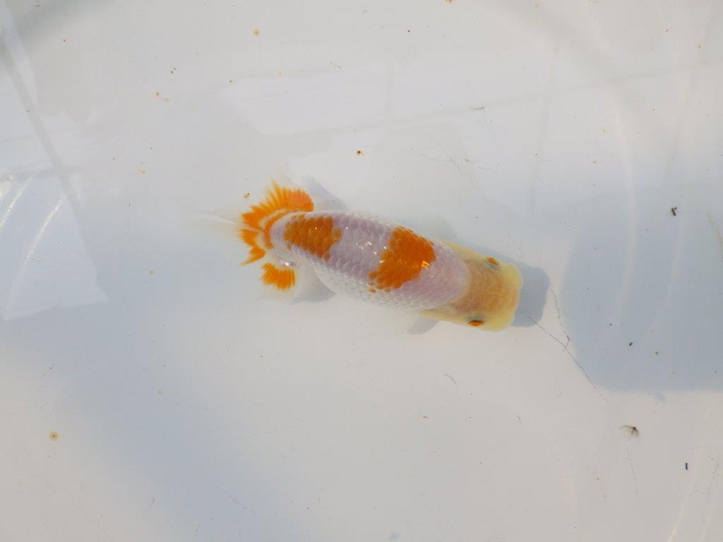 【逸品当歳らんちゅう】素材が良くご鑑賞お勧めのらんちゅう　約11,5ｃｍ前後