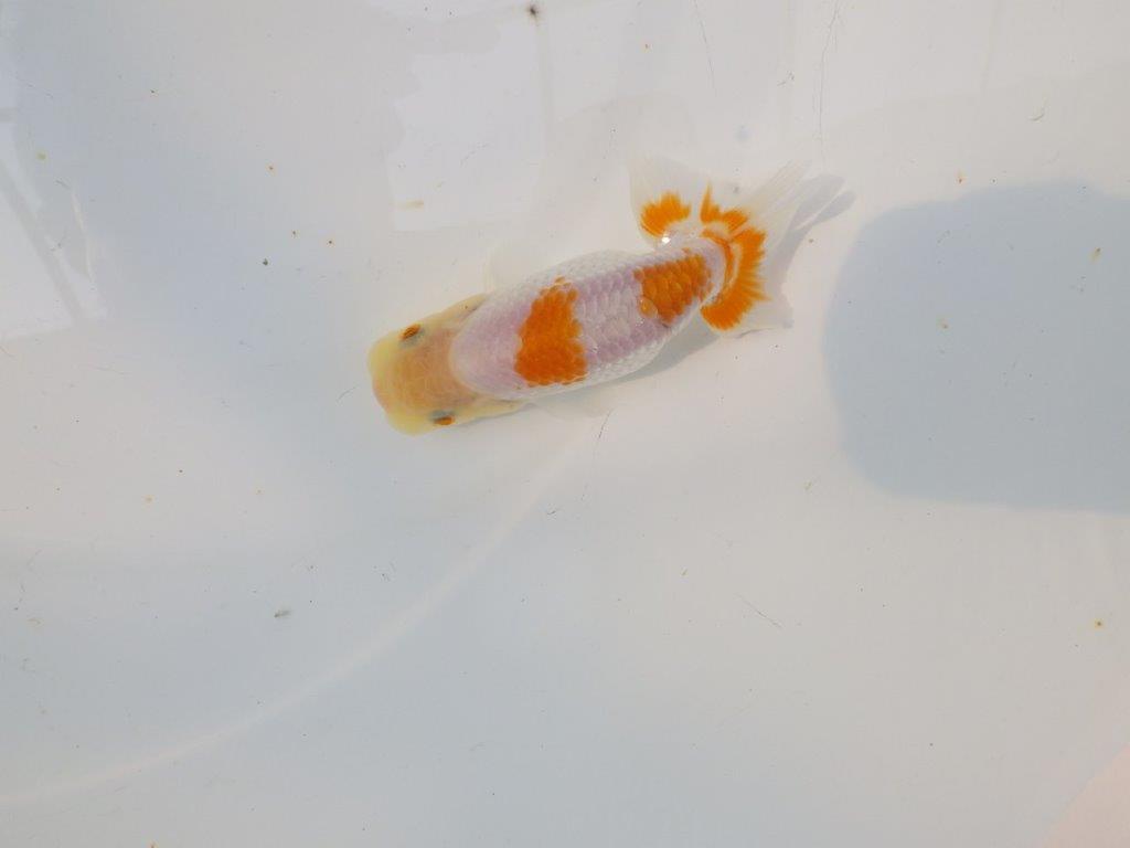 【逸品当歳らんちゅう】素材が良くご鑑賞お勧めのらんちゅう　約11,5ｃｍ前後
