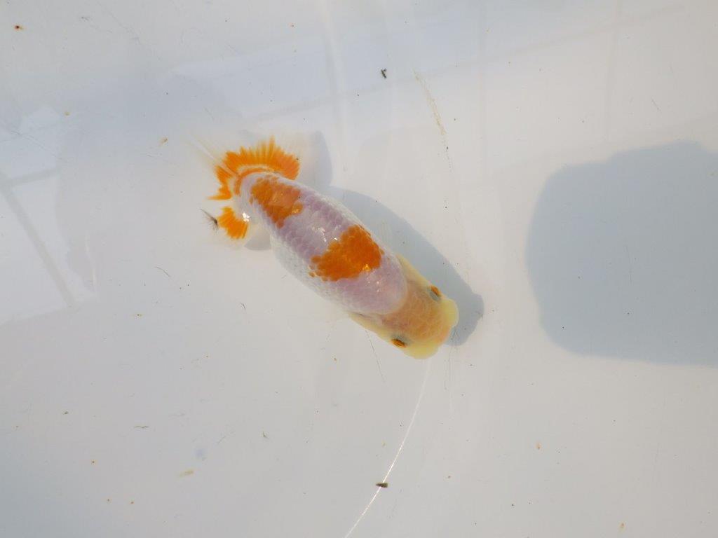 【逸品当歳らんちゅう】素材が良くご鑑賞お勧めのらんちゅう　約11,5ｃｍ前後の上身