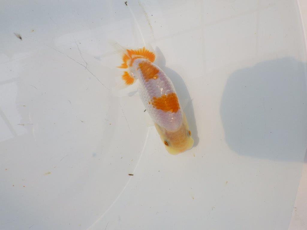 【逸品当歳らんちゅう】素材が良くご鑑賞お勧めのらんちゅう　約11,5ｃｍ前後