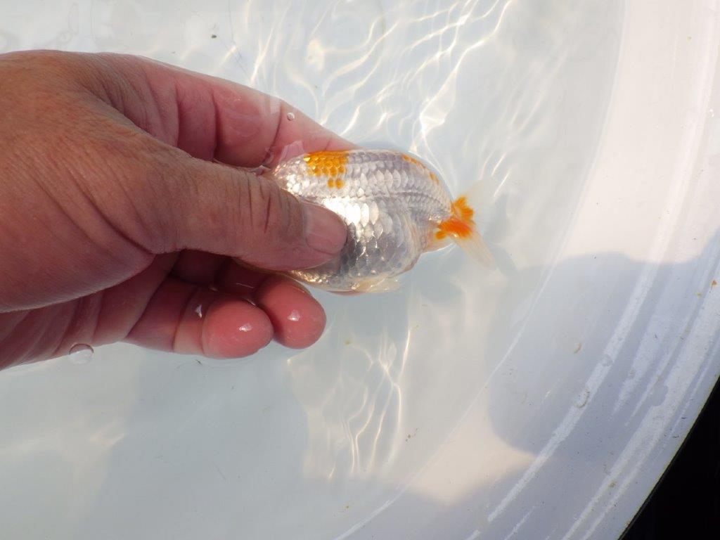 【逸品当歳らんちゅう】素材が良くご鑑賞お勧めのらんちゅう　約11,5ｃｍ前後
