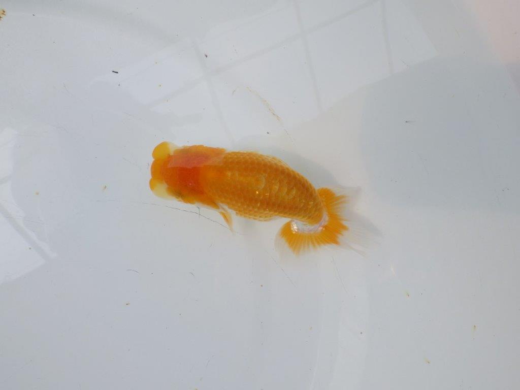 【逸品当歳らんちゅう】成長次第で楽しめるらんちゅう　約12ｃｍ前後