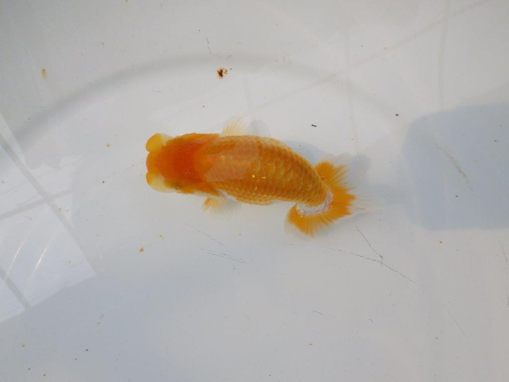 【逸品当歳らんちゅう】成長次第で楽しめるらんちゅう　約12ｃｍ前後