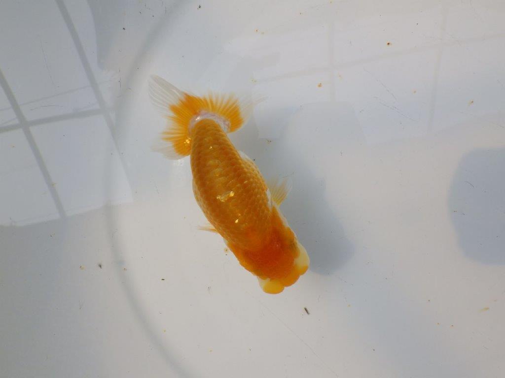 【逸品当歳らんちゅう】成長次第で楽しめるらんちゅう　約12ｃｍ前後