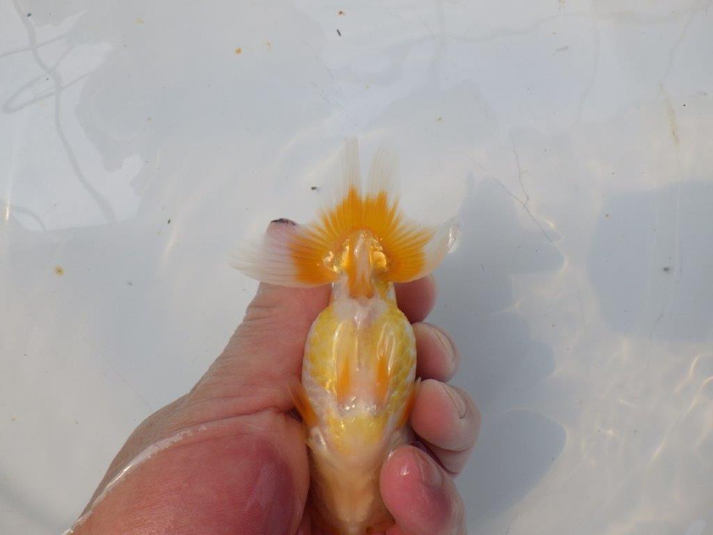 【逸品当歳らんちゅう】成長次第で楽しめるらんちゅう　約12ｃｍ前後
