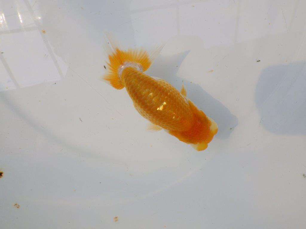 【逸品当歳らんちゅう】成長次第で楽しめるらんちゅう　約12ｃｍ前後