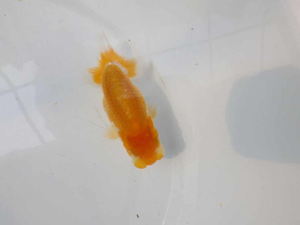 【逸品当歳らんちゅう】成長次第で楽しめるらんちゅう　約12ｃｍ前後