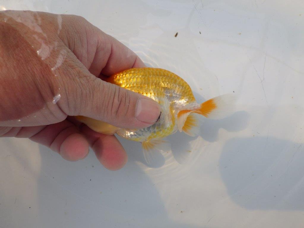 【逸品当歳らんちゅう】成長次第で楽しめるらんちゅう　約12ｃｍ前後