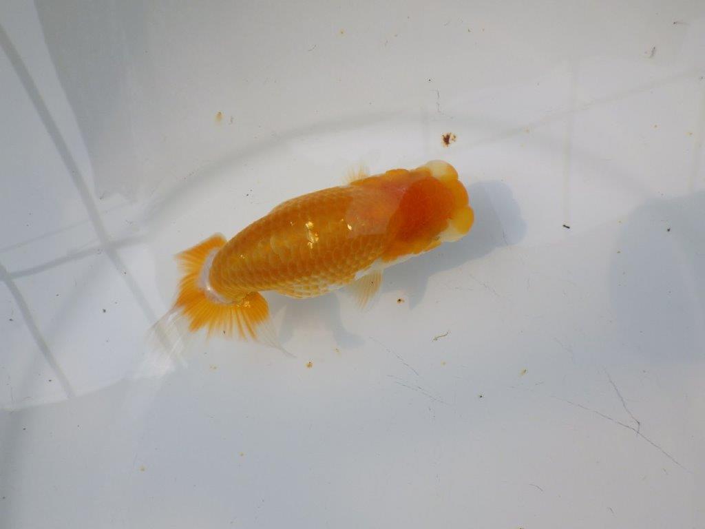 【逸品当歳らんちゅう】成長次第で楽しめるらんちゅう　約12ｃｍ前後の上身