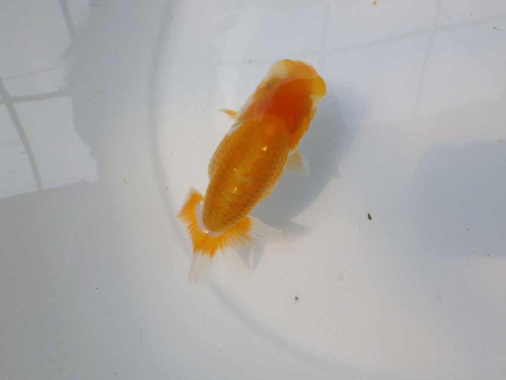 【逸品当歳らんちゅう】成長次第で楽しめるらんちゅう　約12ｃｍ前後