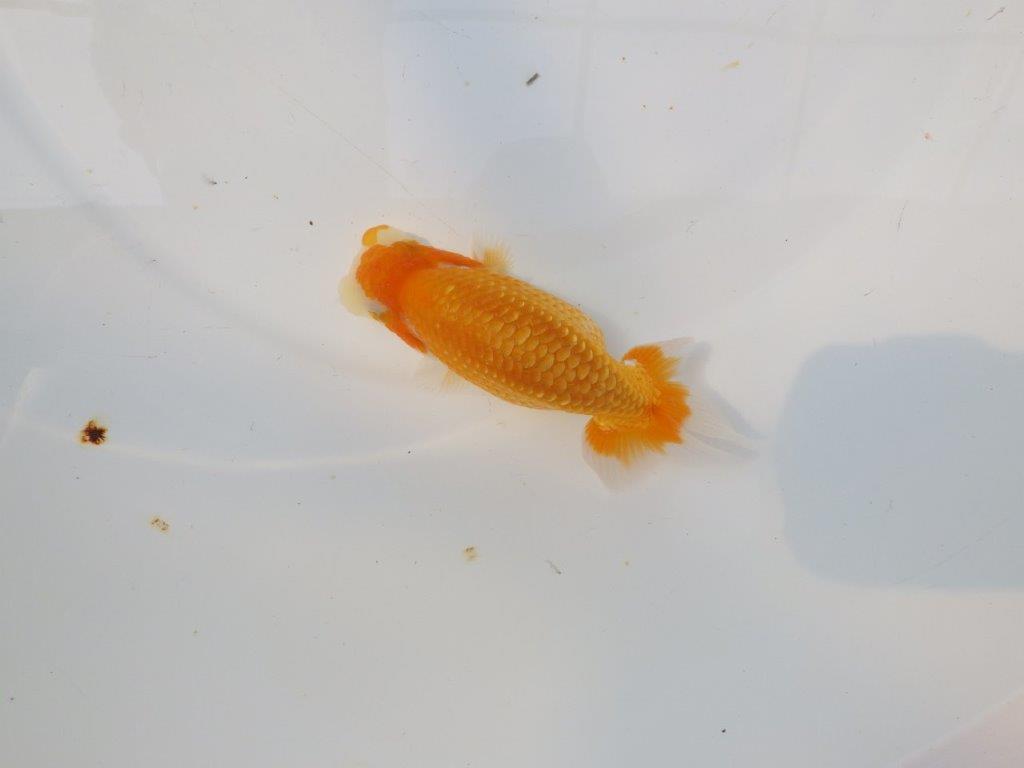 【逸品当歳らんちゅう】今後に期待の更紗らんちゅう　約12,5ｃｍ前後