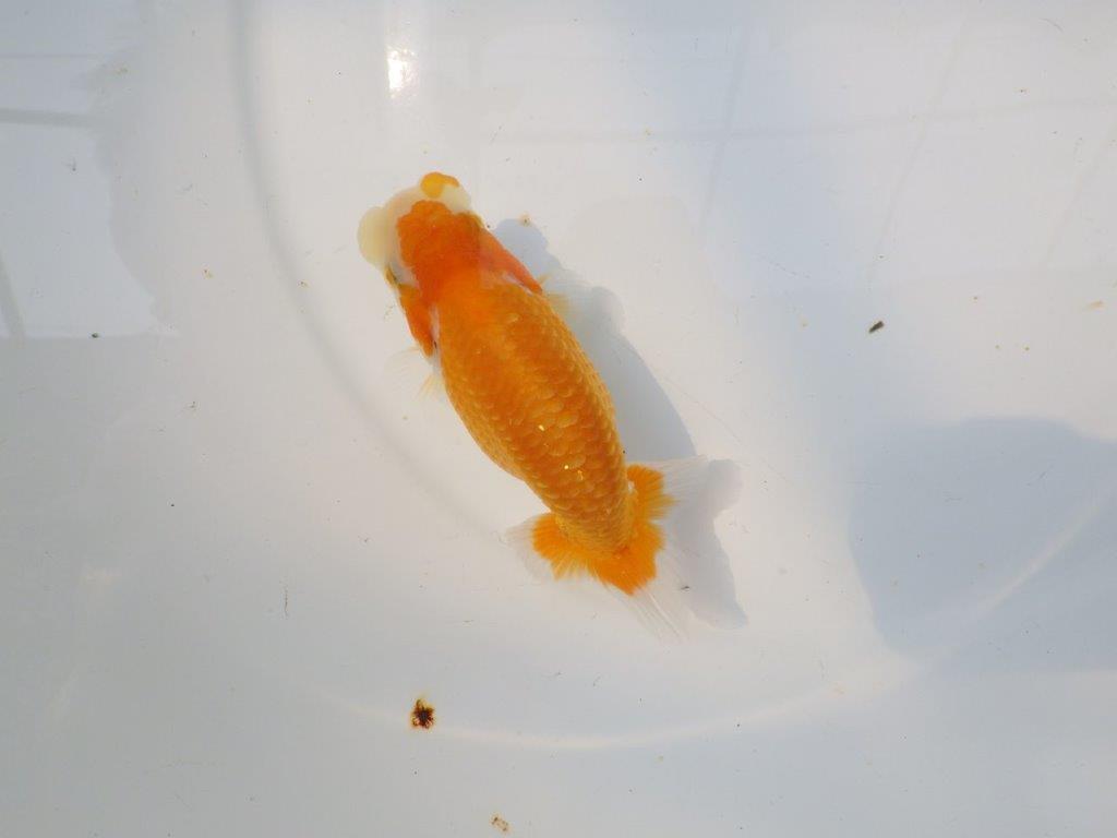【逸品当歳らんちゅう】今後に期待の更紗らんちゅう　約12,5ｃｍ前後