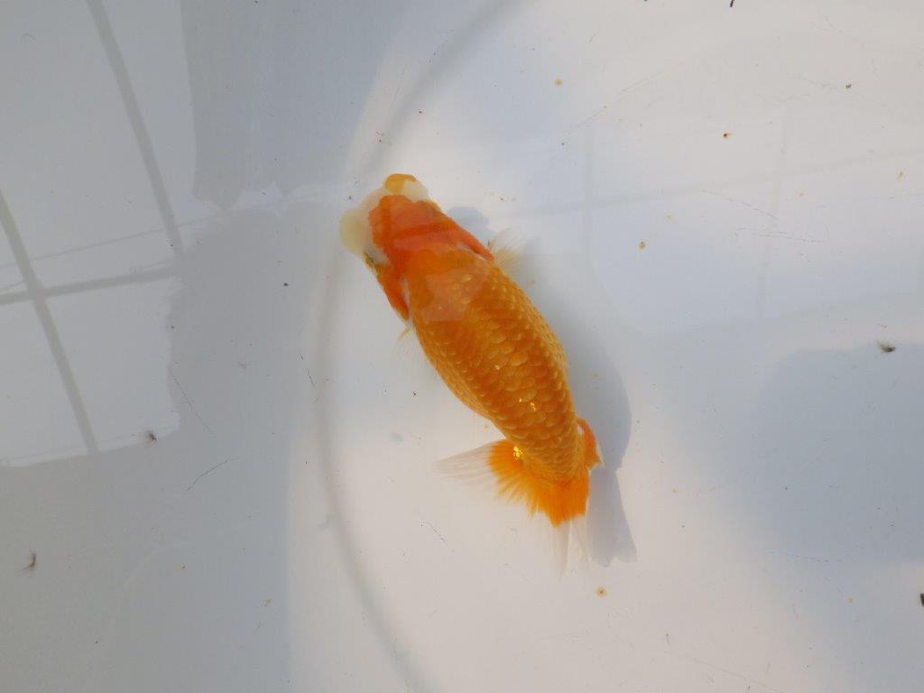 【逸品当歳らんちゅう】今後に期待の更紗らんちゅう　約12,5ｃｍ前後
