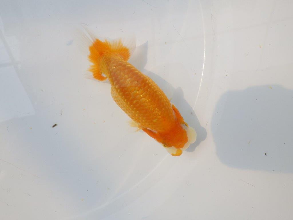 【逸品当歳らんちゅう】今後に期待の更紗らんちゅう　約12,5ｃｍ前後