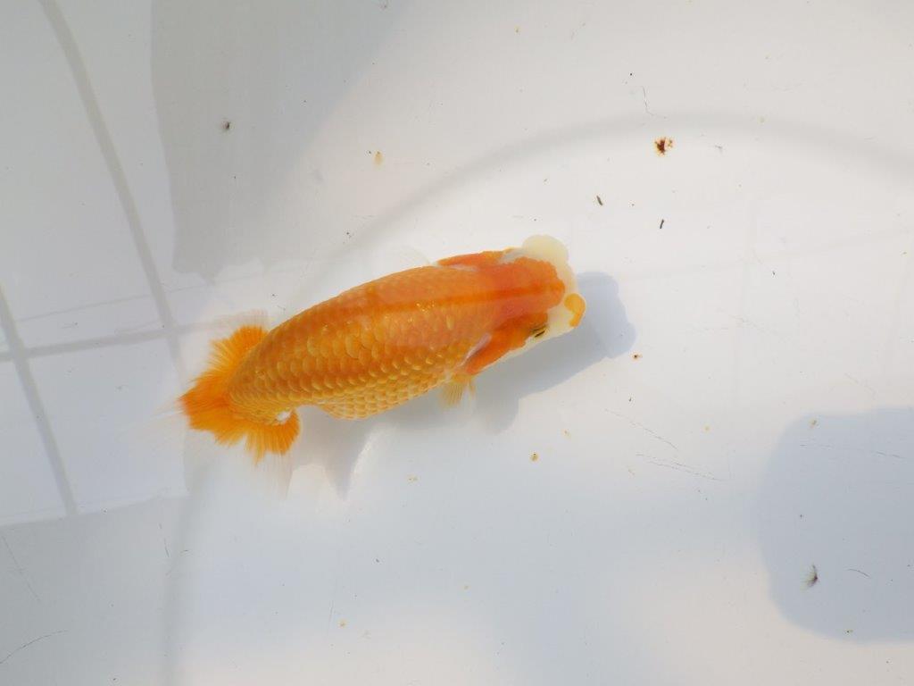 【逸品当歳らんちゅう】今後に期待の更紗らんちゅう　約12,5ｃｍ前後の上身