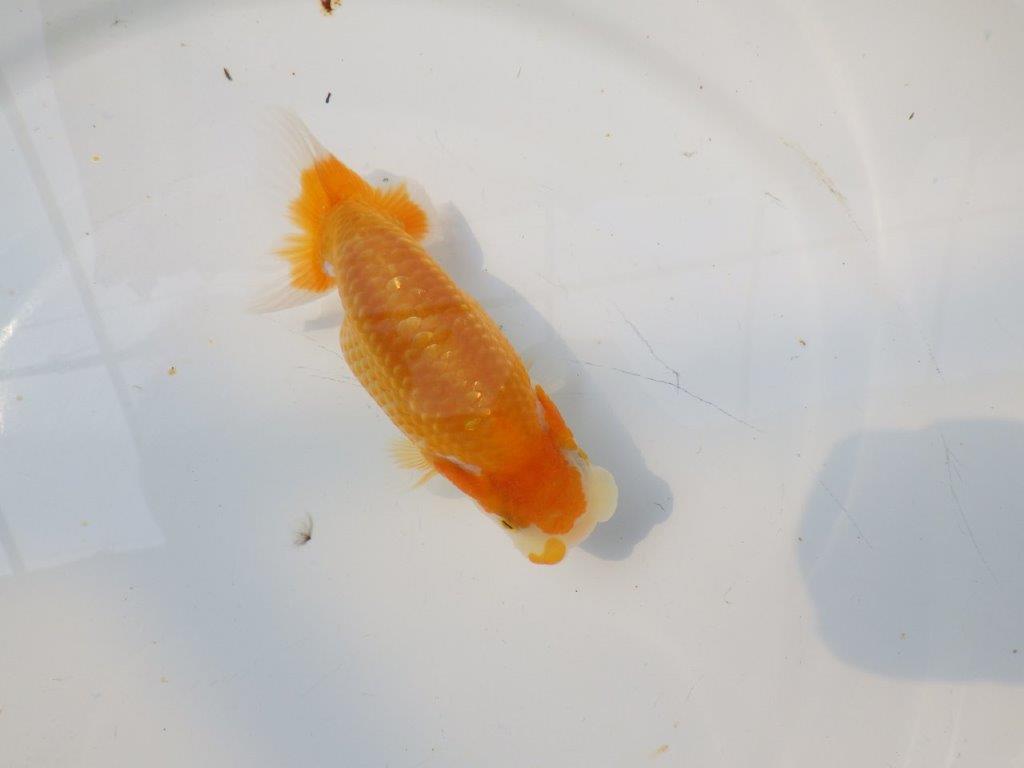 【逸品当歳らんちゅう】今後に期待の更紗らんちゅう　約12,5ｃｍ前後