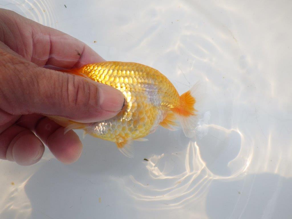 【逸品当歳らんちゅう】今後に期待の更紗らんちゅう　約12,5ｃｍ前後