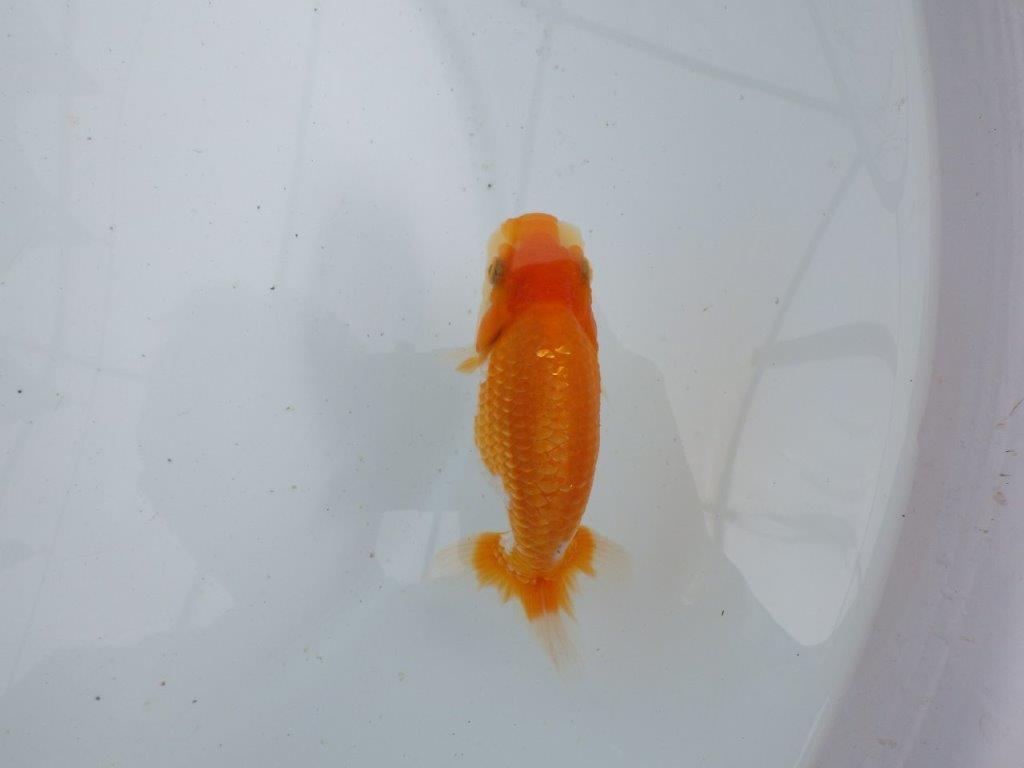 【 鉄板！！】背なりも綺麗で横見がお勧めの当歳らんちゅう　東大関系統　約12㎝