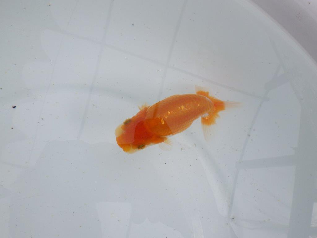 【 鉄板！！】背なりも綺麗で横見がお勧めの当歳らんちゅう　東大関系統　約12㎝