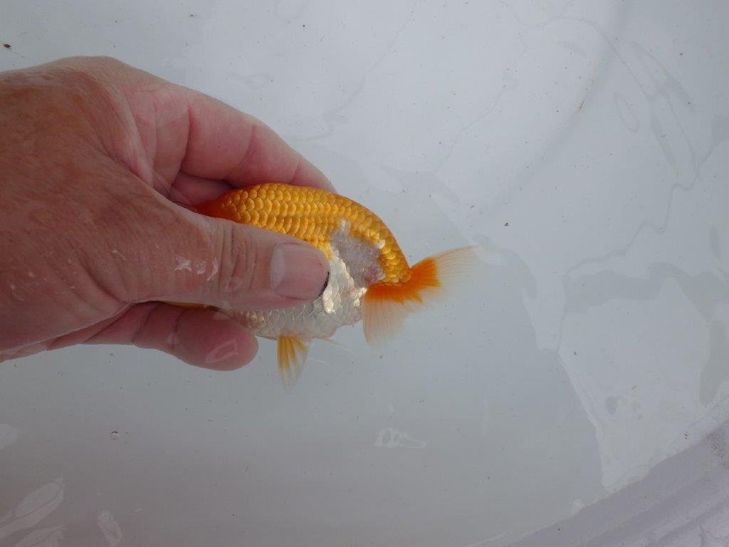 【 鉄板！！】背なりも綺麗で横見がお勧めの当歳らんちゅう　東大関系統　約12㎝