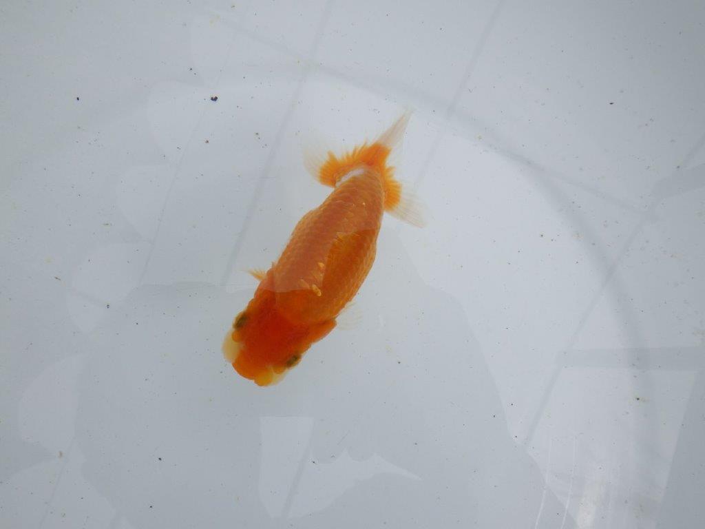 【 鉄板！！】背なりも綺麗で横見がお勧めの当歳らんちゅう　東大関系統　約12㎝