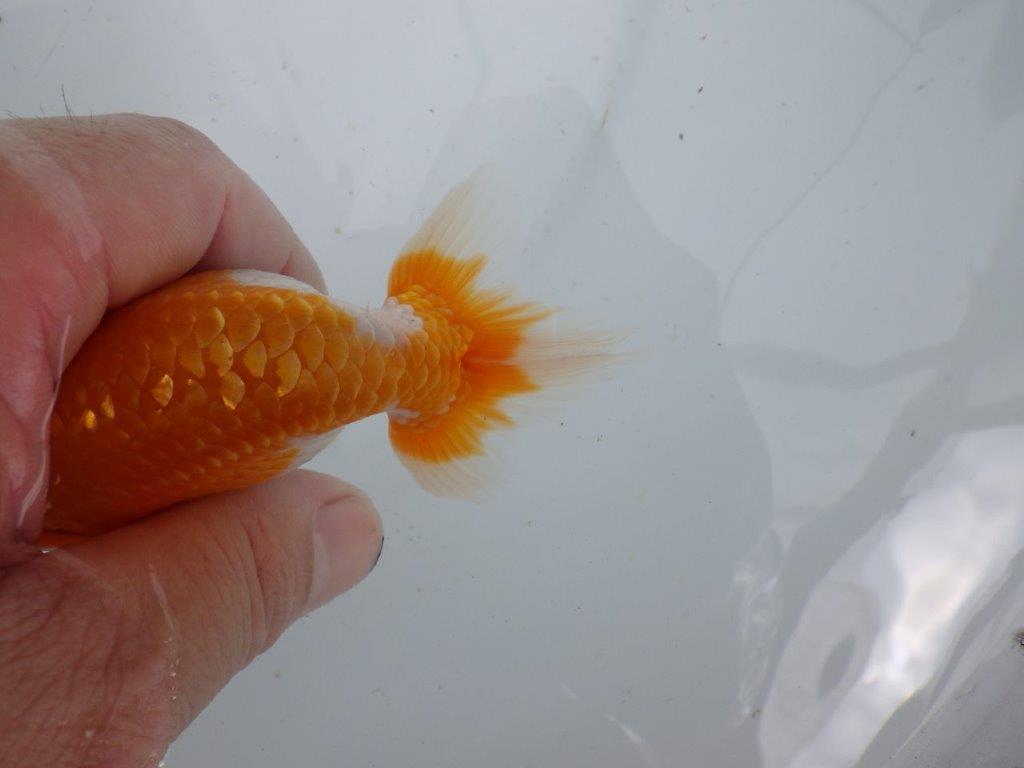 【 鉄板！！】背なりも綺麗で横見がお勧めの当歳らんちゅう　東大関系統　約12㎝
