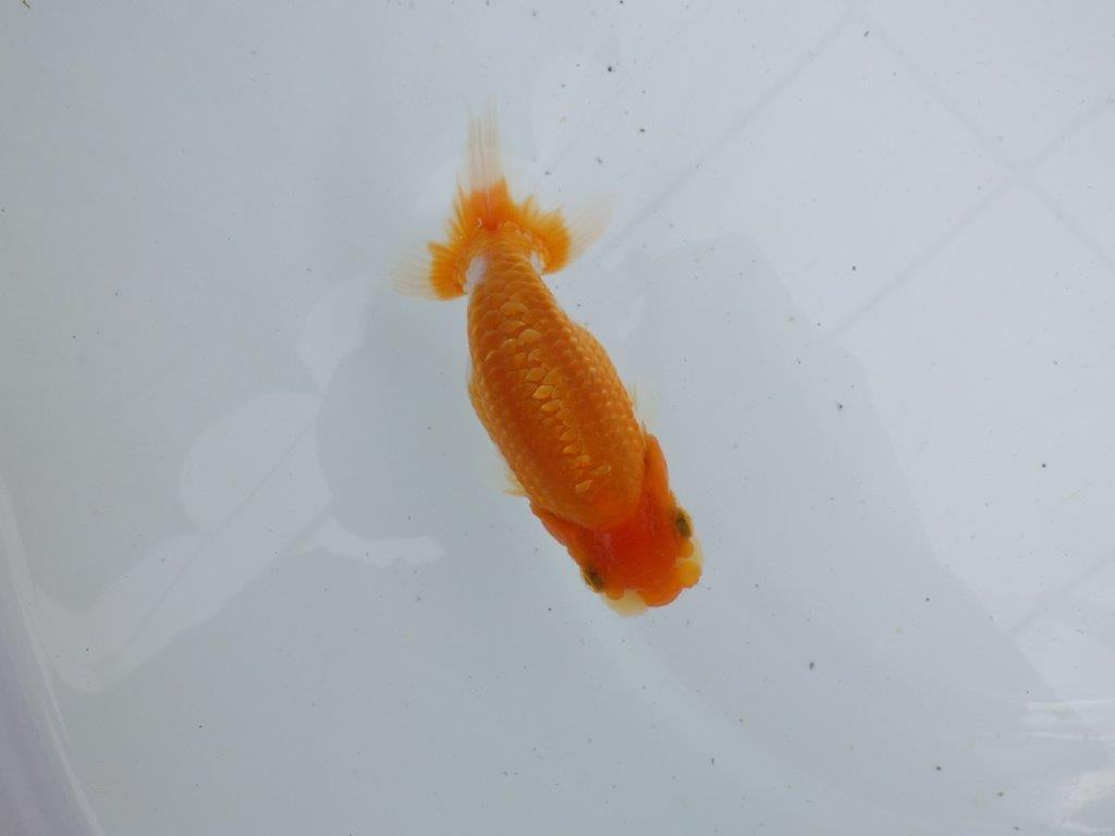 【 鉄板！！】背なりも綺麗で横見がお勧めの当歳らんちゅう　東大関系統　約12㎝の上身