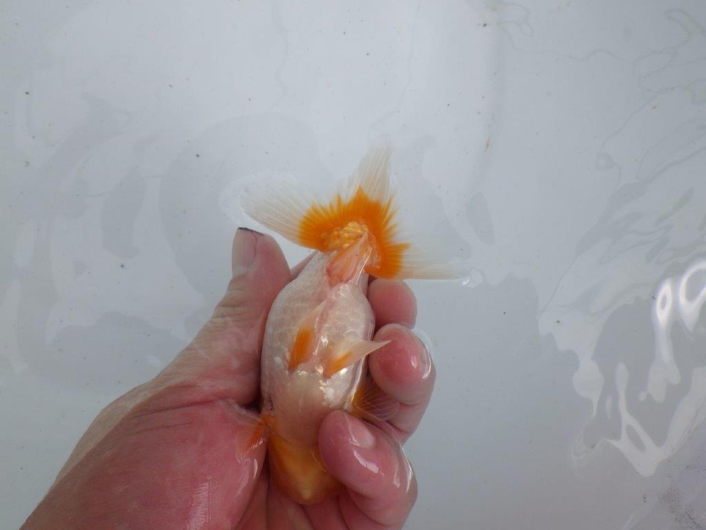 【 鉄板！！】背なりも綺麗で横見がお勧めの当歳らんちゅう　東大関系統　約12㎝