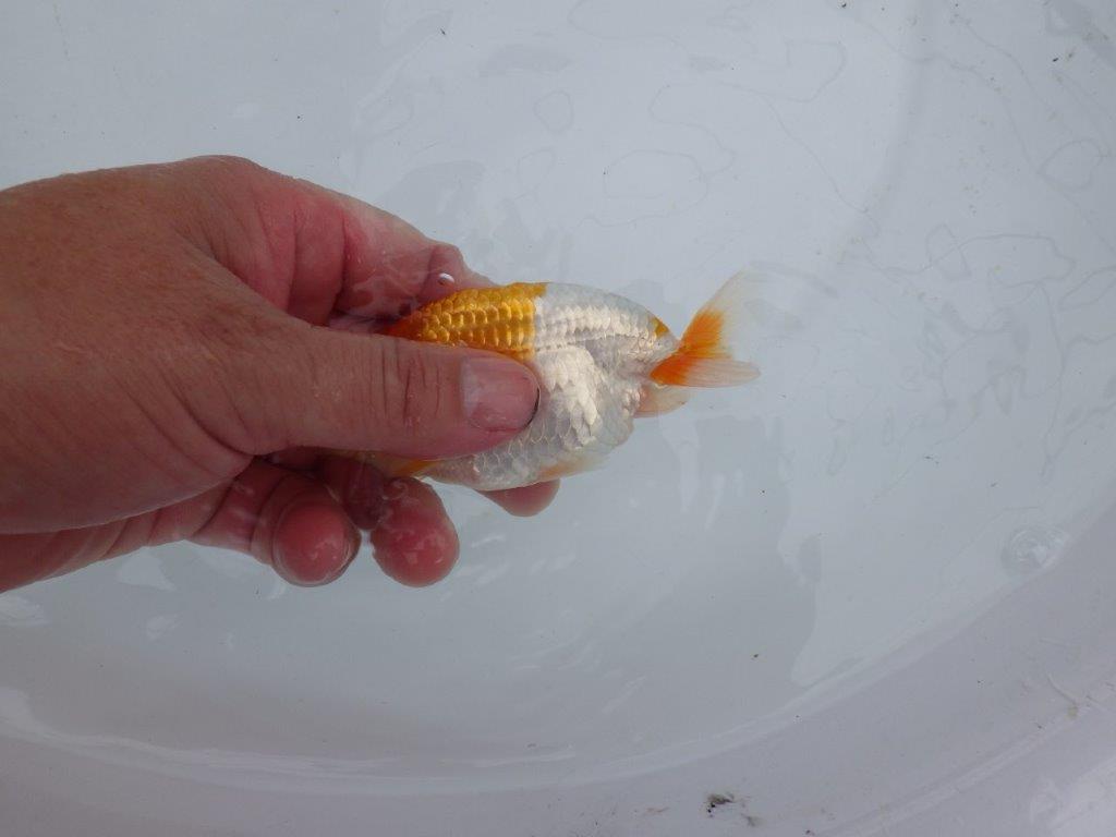 【 鉄板！！】背なりも綺麗でが水槽映え当歳らんちゅう　東大関系統　約11,5㎝