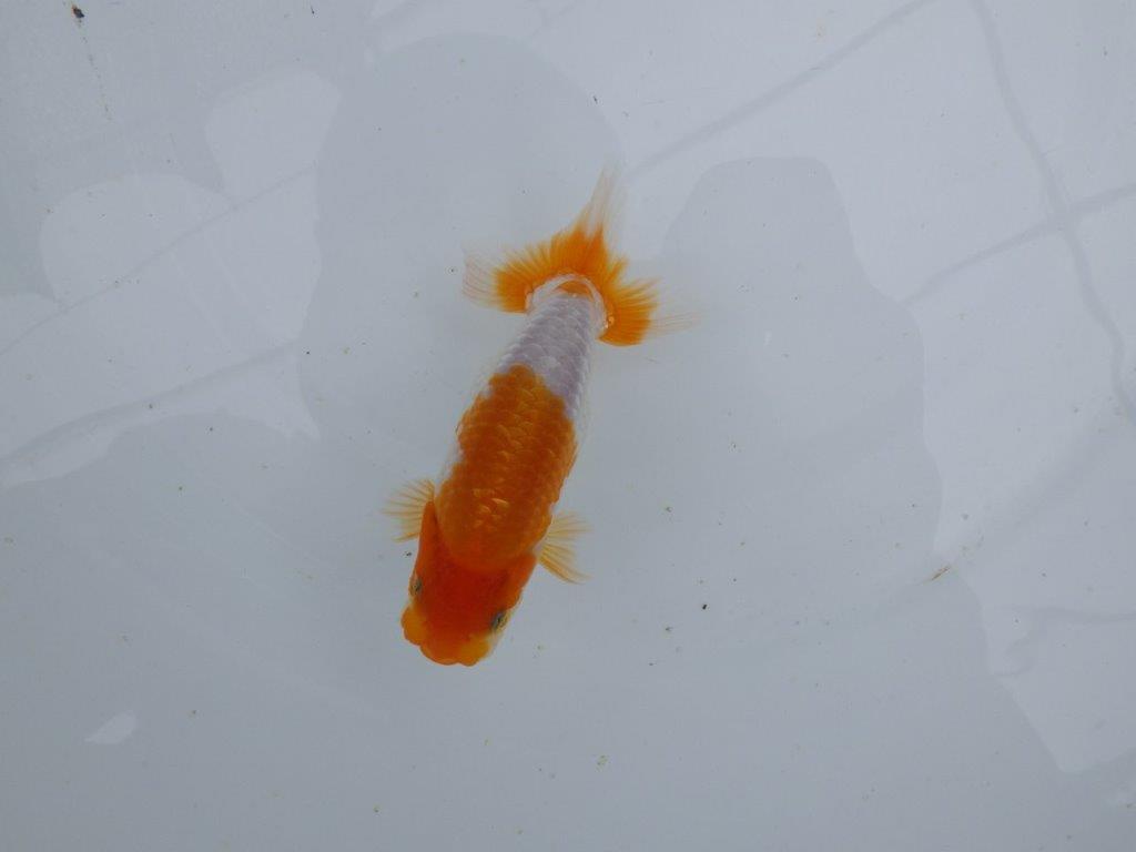 【 鉄板！！】背なりも綺麗でが水槽映え当歳らんちゅう　東大関系統　約11,5㎝