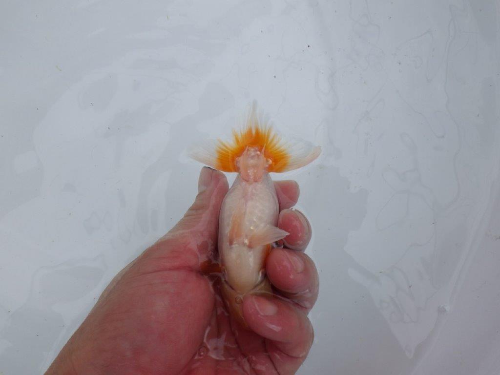 【 鉄板！！】背なりも綺麗でが水槽映え当歳らんちゅう　東大関系統　約11,5㎝