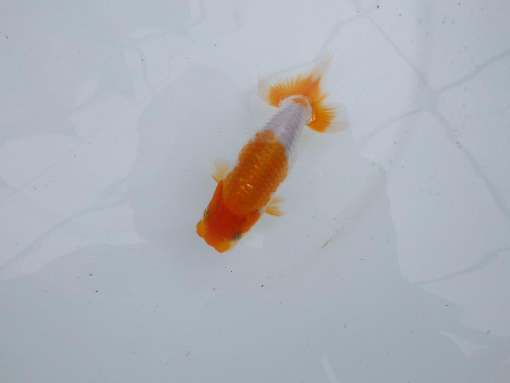 【 鉄板！！】背なりも綺麗でが水槽映え当歳らんちゅう　東大関系統　約11,5㎝