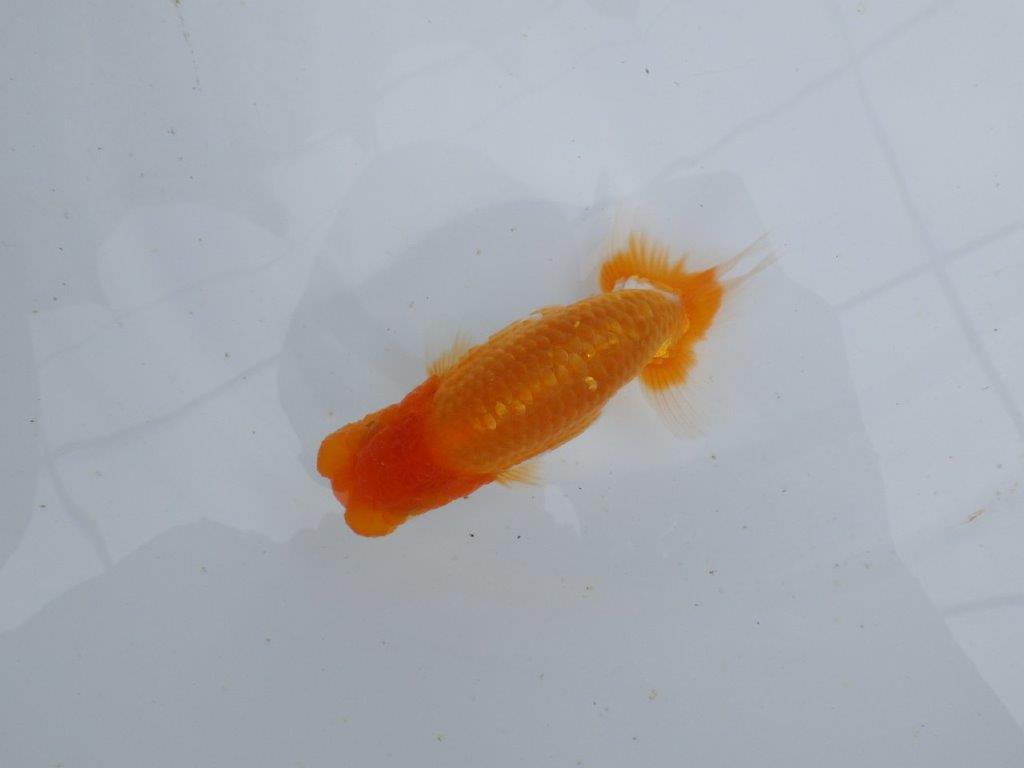 【 鉄板！！】素晴らしいフンタンの発育！当歳らんちゅう　東大関系統　約12㎝