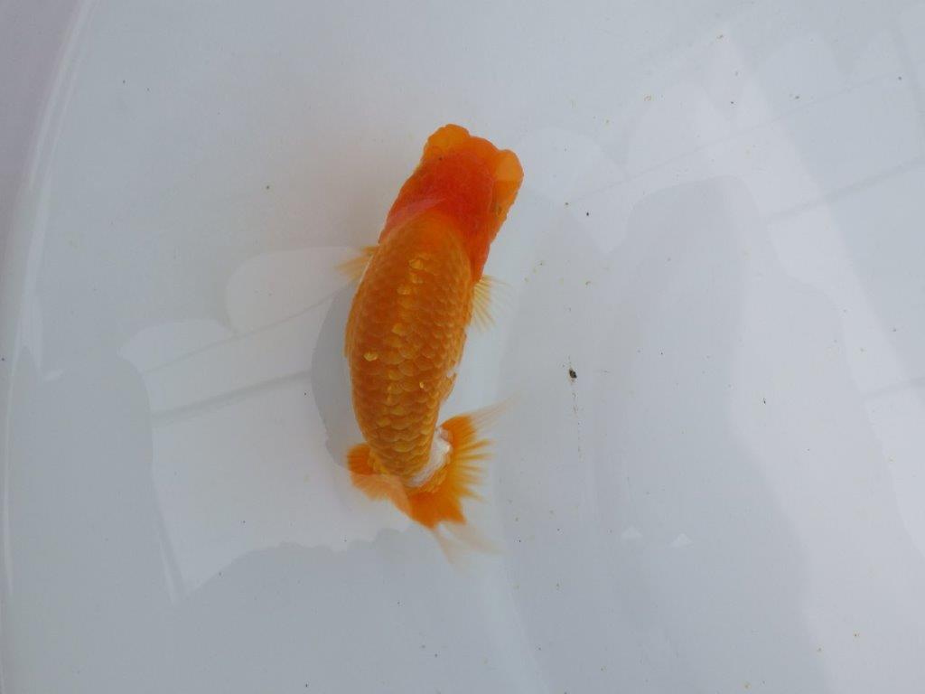 【 鉄板！！】素晴らしいフンタンの発育！当歳らんちゅう　東大関系統　約12㎝