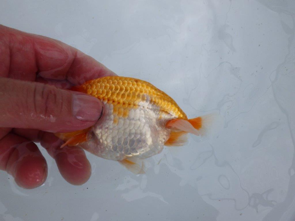 【 鉄板！！】素晴らしいフンタンの発育！当歳らんちゅう　東大関系統　約12㎝