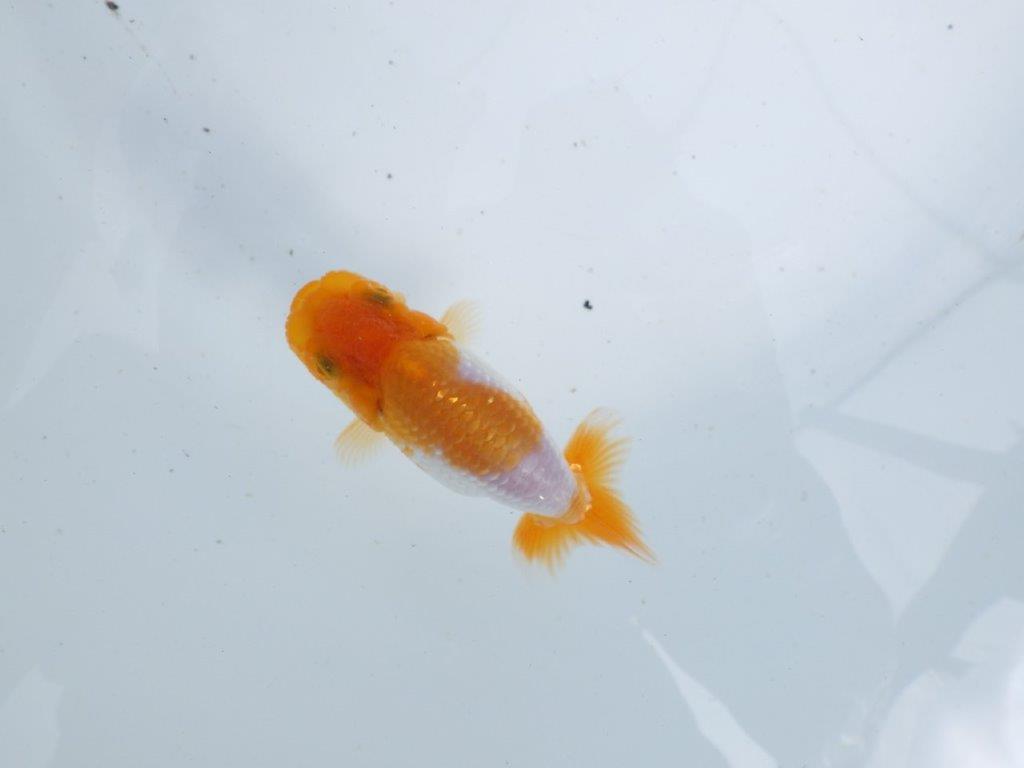 【 鉄板！！】背のラインも綺麗でご鑑賞お勧めの当歳らんちゅう　東大関系統　約10㎝