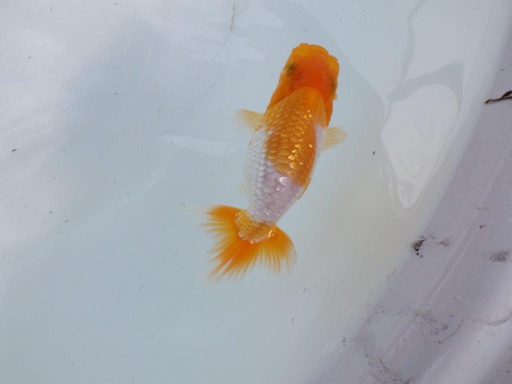 【 鉄板！！】背のラインも綺麗でご鑑賞お勧めの当歳らんちゅう　東大関系統　約10㎝
