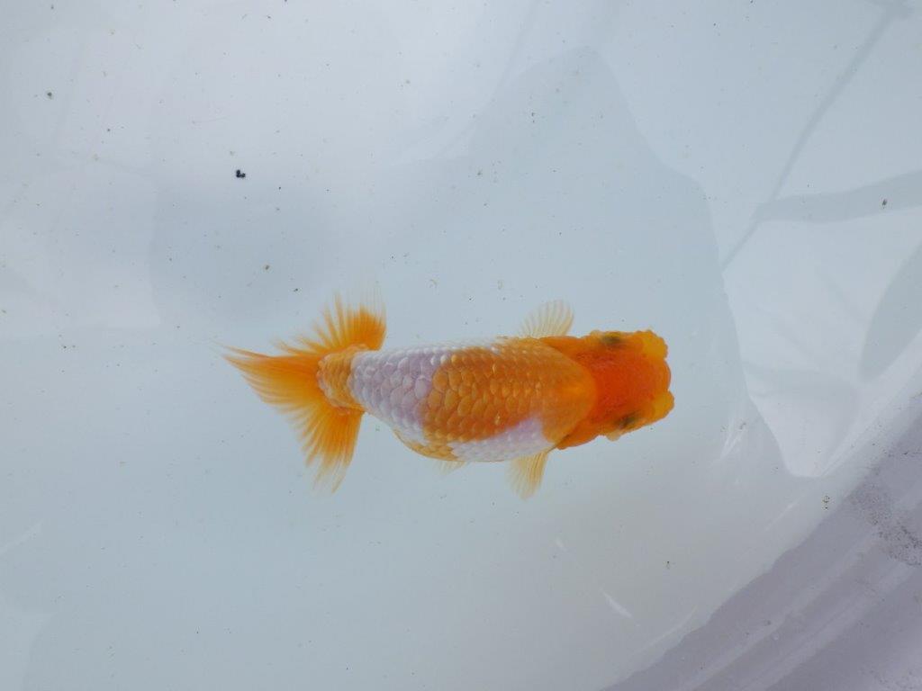 【 鉄板！！】背のラインも綺麗でご鑑賞お勧めの当歳らんちゅう　東大関系統　約10㎝
