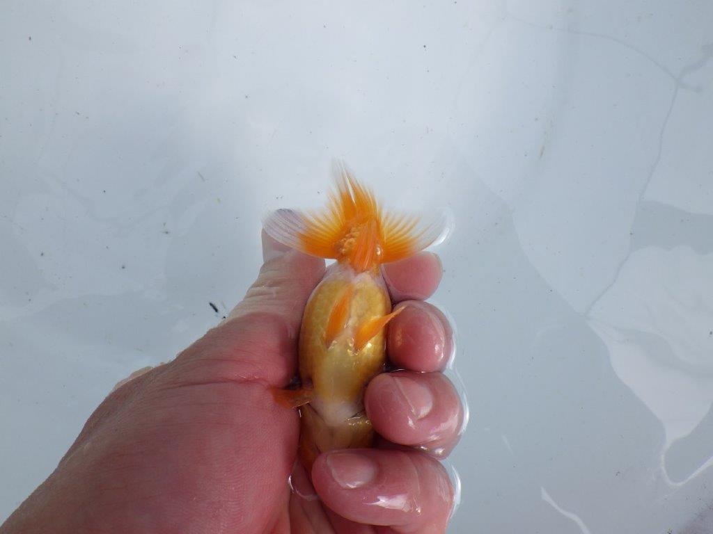 【 鉄板！！】背のラインも綺麗でご鑑賞お勧めの当歳らんちゅう　東大関系統　約10㎝
