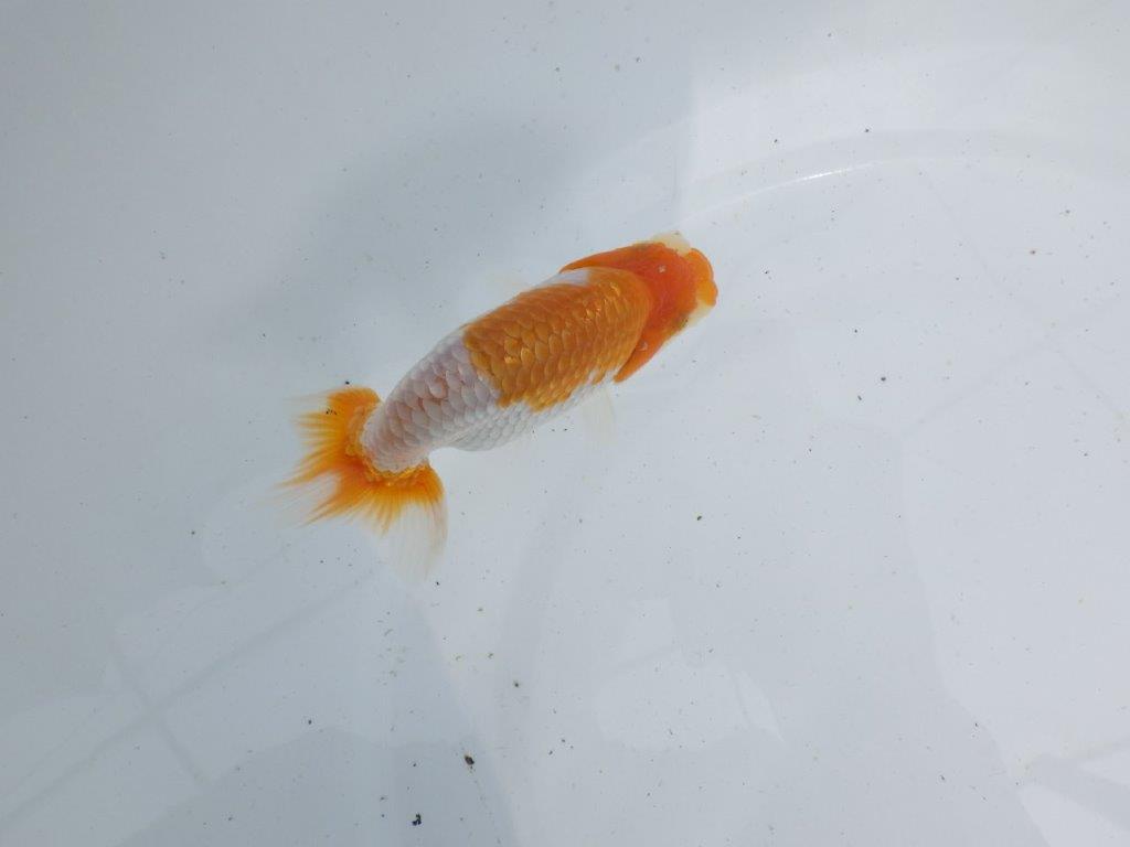 【 鉄板！！】頭も良く背のラインも綺麗な当歳らんちゅう　東大関系統　約11㎝