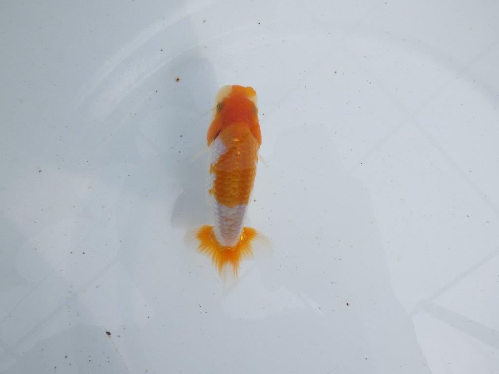【 鉄板！！】頭も良く背のラインも綺麗な当歳らんちゅう　東大関系統　約11㎝