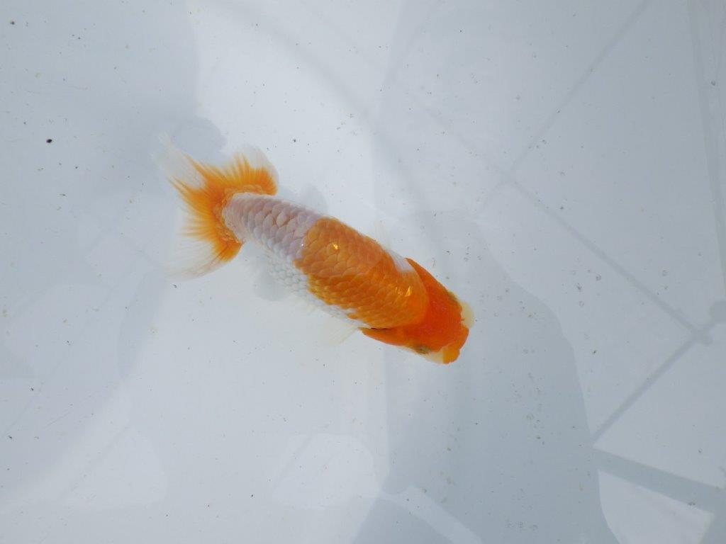 【 鉄板！！】頭も良く背のラインも綺麗な当歳らんちゅう　東大関系統　約11㎝の上身
