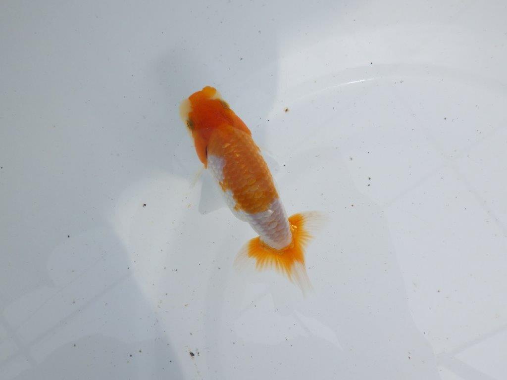 【 鉄板！！】頭も良く背のラインも綺麗な当歳らんちゅう　東大関系統　約11㎝