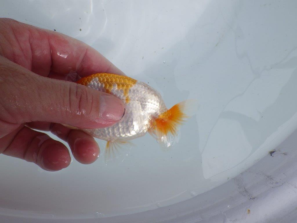 【 鉄板！！】頭も良く背のラインも綺麗な当歳らんちゅう　東大関系統　約11㎝