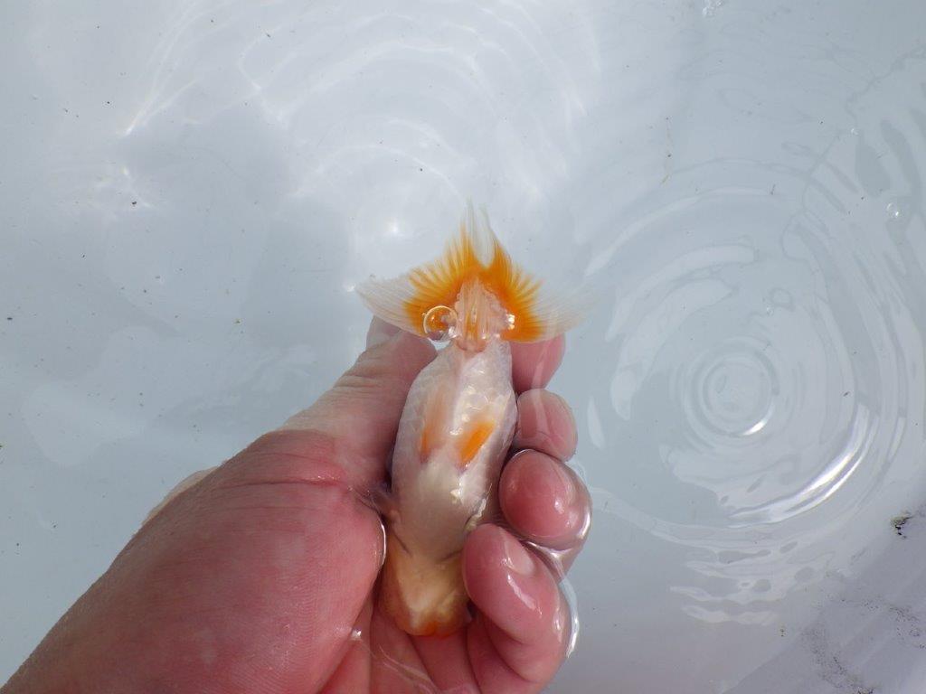 【 鉄板！！】頭も良く背のラインも綺麗な当歳らんちゅう　東大関系統　約11㎝