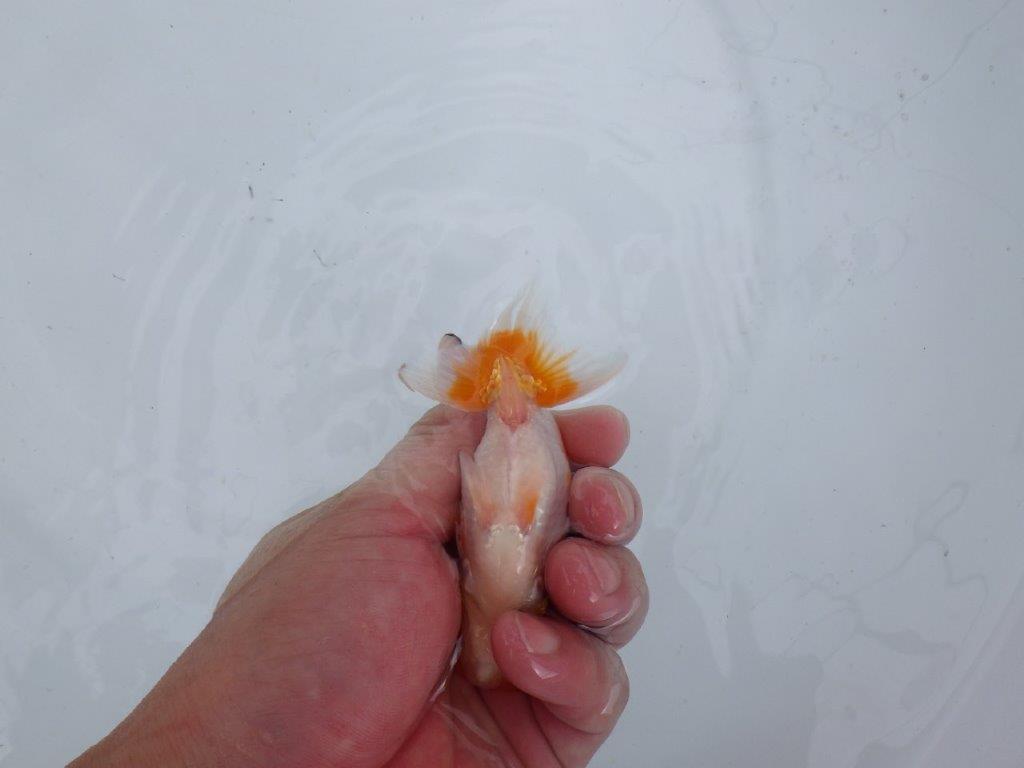 【 鉄板！！】頭、尾型、柄が良い当歳らんちゅう　東大関系統　約11㎝